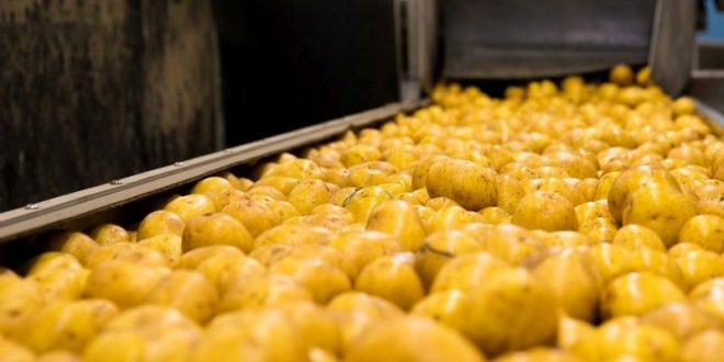 Potatos in processing farm