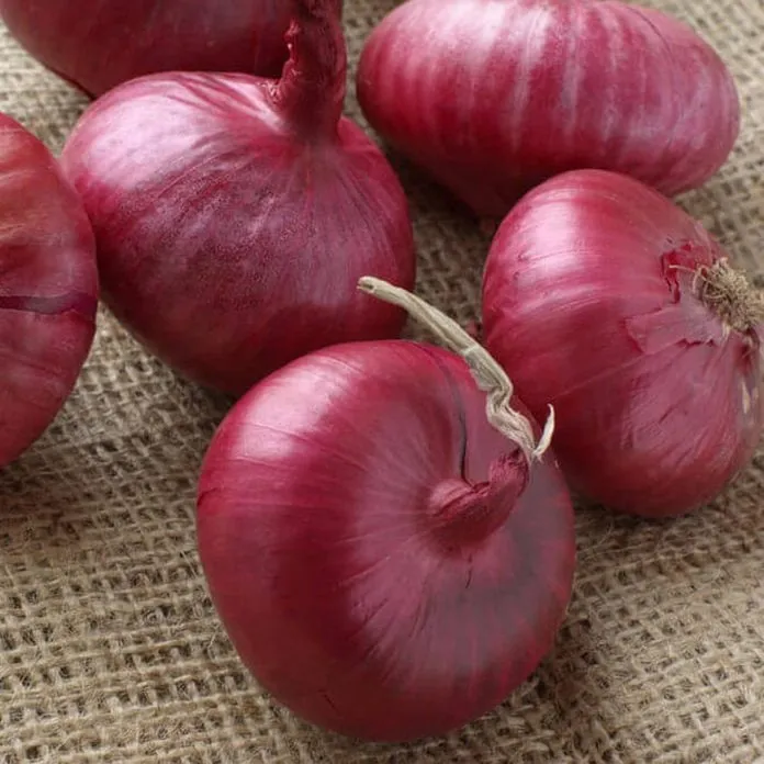 [HXA-O1RB] Red Bulb Onions